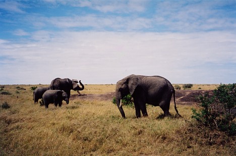 Keňa - Slony (na safari) - 4