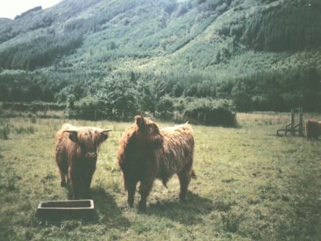 Škótska vysočina dlhosrsté kravy - 26