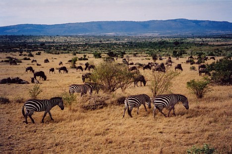 Národný park Serengeti - 0