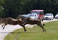 Safari Dvůr Králové a Perníková Krajina - 3