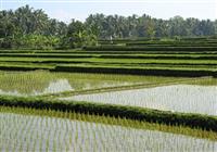 Bali a Lombok všemi smysly - 2