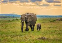 Masai Mara - Slony sú v Afrike väčšie ako v Ázii, sami uvidíte