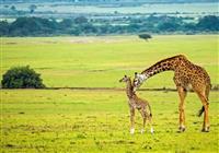 Keňa - safari a oceán (13 dní) - Masai Mara - Asi najgrandióznejšie zviera savany - žirafa - 3