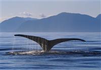 Island pre rodiny - Pozorovanie veľrýb máte už v cene - 4