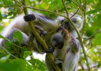 Zanzibar - aktívny oddych - Pre aktívnejších je pripravené množstvo fakultatívnych výletov. Jeden z najppulárnejších je návšteva - 4