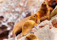 Peruánská odyssea - Islas Ballestas - 4