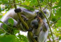 Zanzibar - Pre aktívnejších je pripravené množstvo fakultatívnych výletov. Jeden z najppulárnejších je návšteva - 4