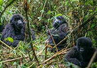 Safari a gorily - foto: Ľuboš Fellner - BUBO - v Rwande je možné navštíviť 9-11 gorilích rodín. Je to najviac zo všetk - 3