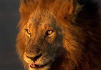 Afrika je nebezpečná. So skúseným sprievodcom BUBO v Kruger NP - v celom parku žije viac ako 2000 le
