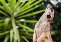 Safari Dvůr Králové - , autobusový poznávací zájazd, Safari park Dvor Králové a pravé české peklo, Safari park - 2