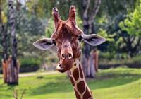 Safari Dvůr Králové - , autobusový poznávací zájazd, Safari park Dvor Králové a pravé české peklo, Safari park - 3