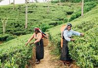 Srí Lanka, čajové plantáže, safari a tropické pláže - 2