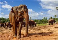 Májová Srí Lanka a Maldivy: Klenoty Indického oceánu - Pláž - 2