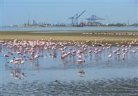 Jedným z prvých miest, ktoré v Namíbii navštívime, bude WALVIS BAY a zátoka, ktorú sezónne obývajú t