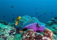 The Nautilus Beach & Ocean Houses Maldives - Podmorský svet - 2