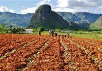 Cuba sí - Kuba luxusne - Na druhý deň úplne meníme prostredie a naším luxusným autobusom vyrážame do Provincie Pinar del Rio. - 2