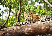 Kráľ srílanskej džungle.Leopard. Národný park Yala je skvelým miestom na pozorovanie týchto predátor