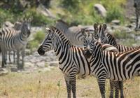 Zanzibar - Luxusné safari v NP Ngorongoro a Tarangire s pobytom pri mori#Zanzibar - Luxusné safari v - safari v tanzánii, jeep zebry, levy, žirafy - 3
