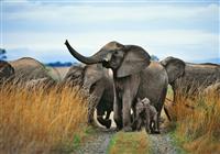 Zanzibar - Luxusné safari v NP Ngorongoro a Tarangire s pobytom pri mori#Zanzibar - Luxusné safari v - 4